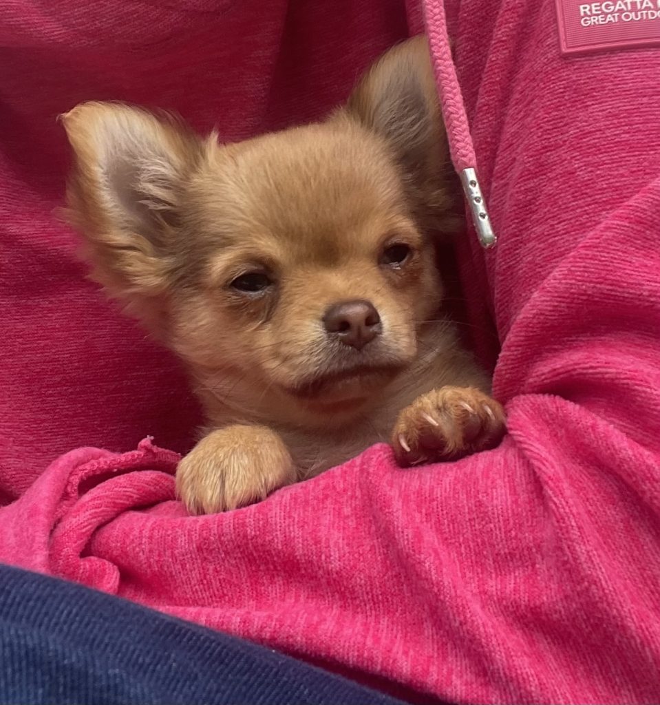 Tiny Chihuahua pups for sale IKC REGISTERED