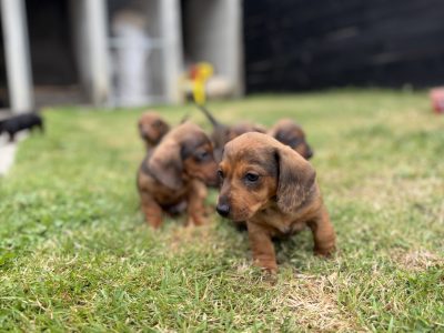 Purebred dachshund puppies