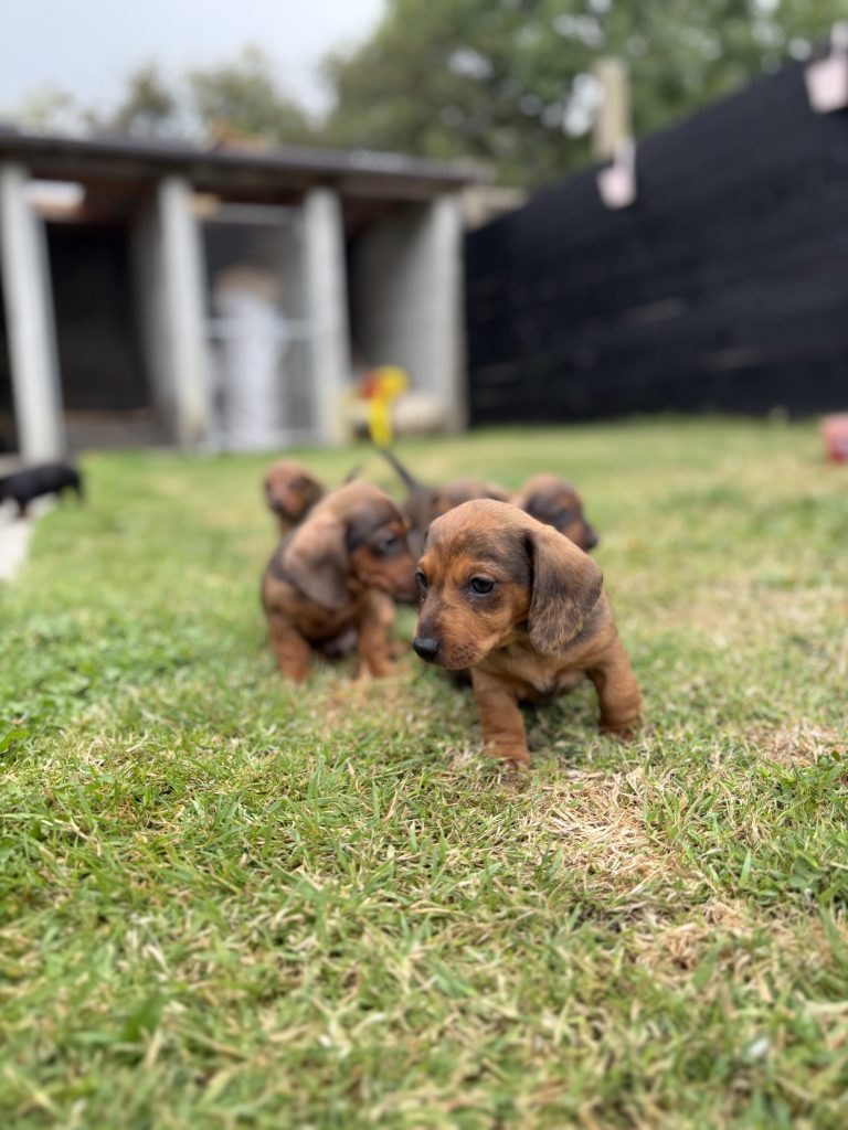 Purebred dachshund puppies