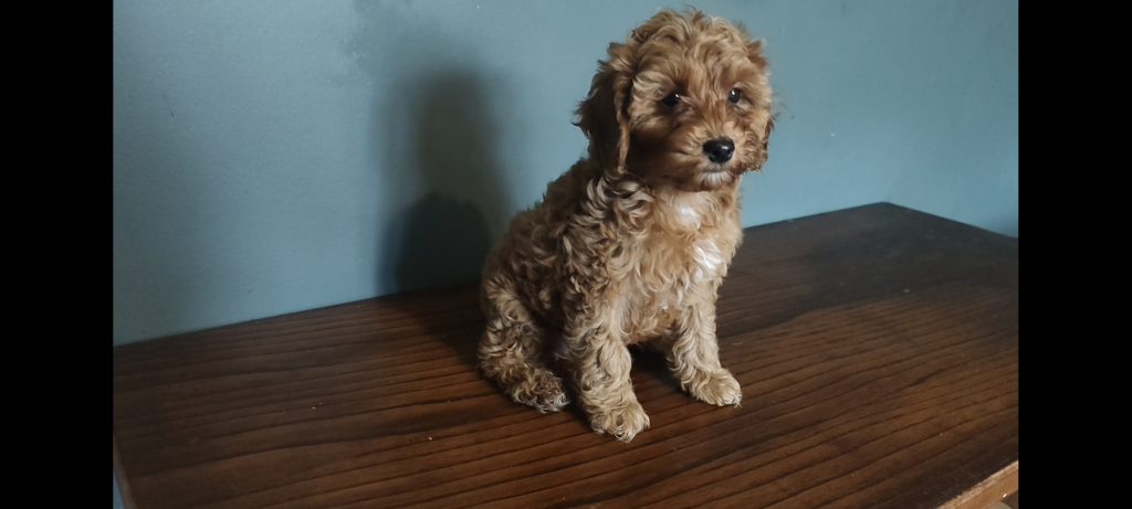 2 Female Poodle Puppies – Toy Dad &amp; Miniature Mum – Galway