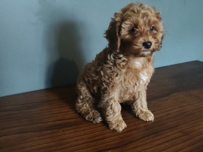 2 Female Poodle Puppies – Toy Dad and Miniature Mum – Galway
