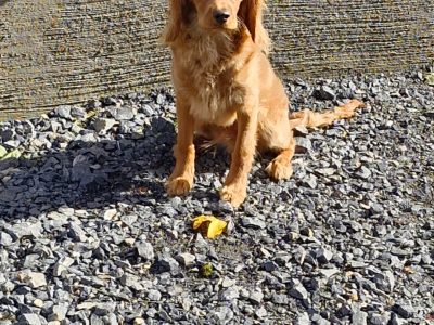 Cavapoo