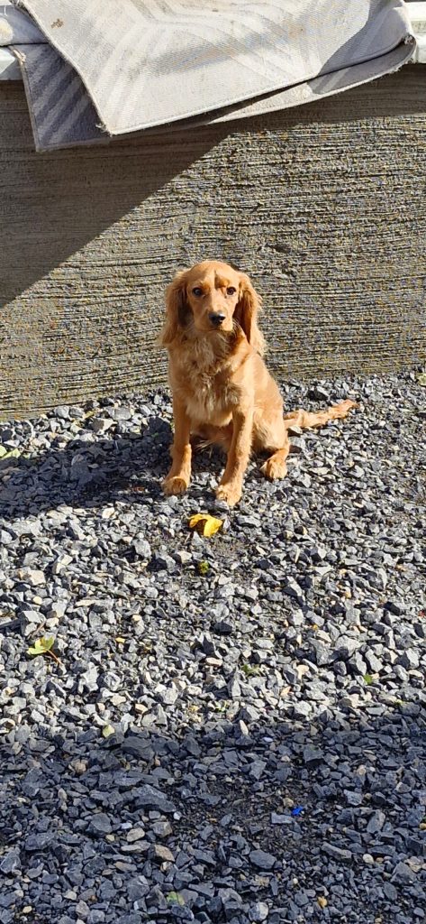 Cavapoo