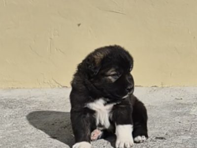 Caucasian shepherd puppy
