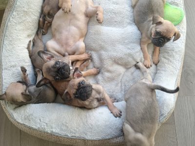 French bulldog /Pug puppy's