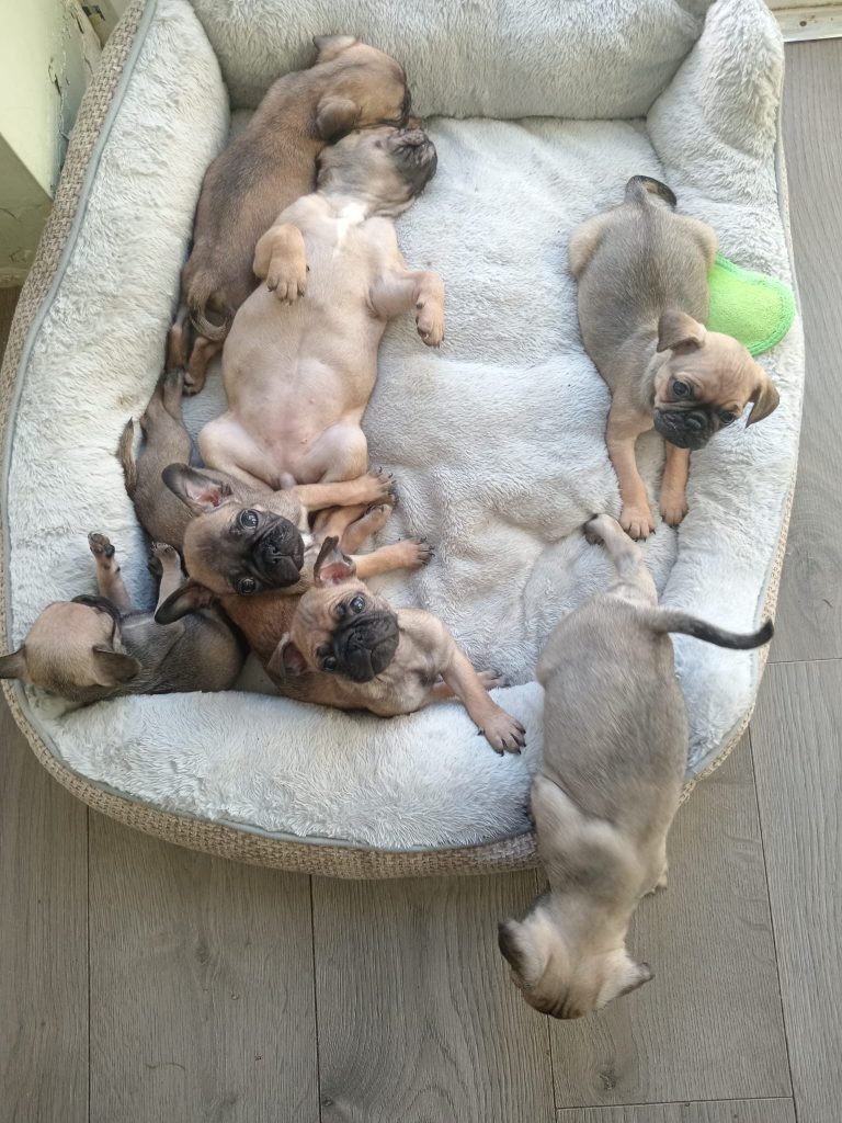 French bulldog /Pug puppy's