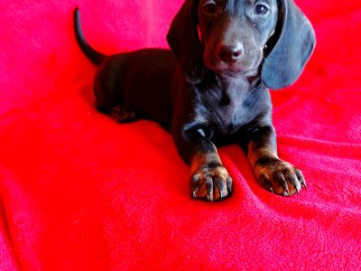 Purebred Dachshund Puppies For Sale