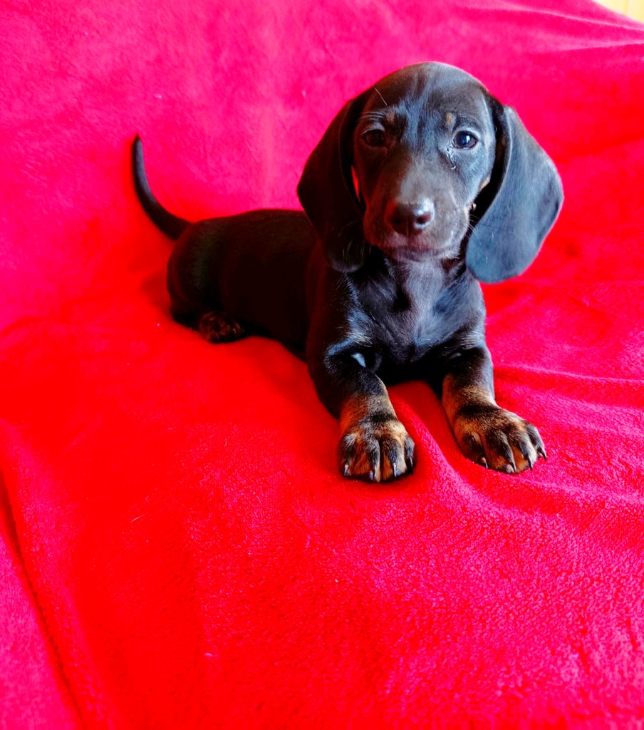 Purebred Dachshund Puppies For Sale
