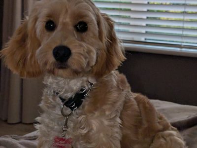 Cockapoo pup