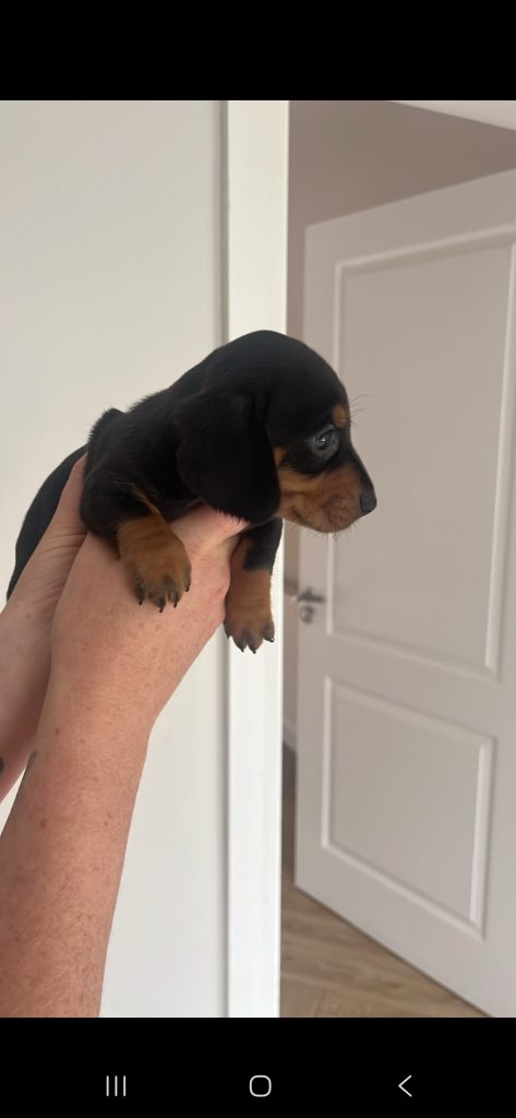 Dachund Puppies