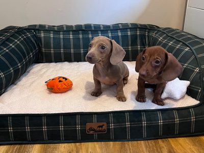 Beautiful mini Dachshunds puppies 🐾🐾