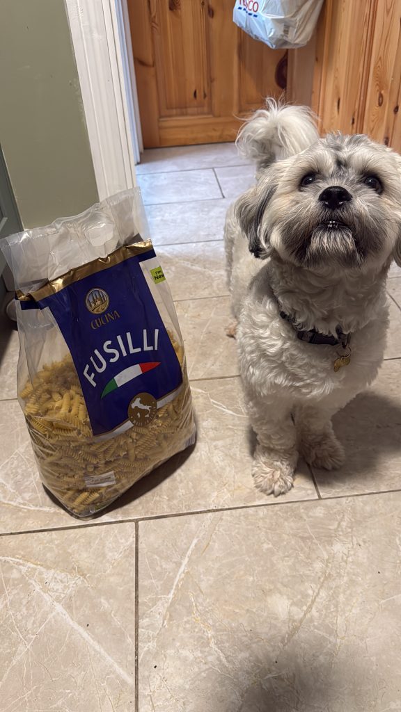 Lovely 1 year old dog free to good home