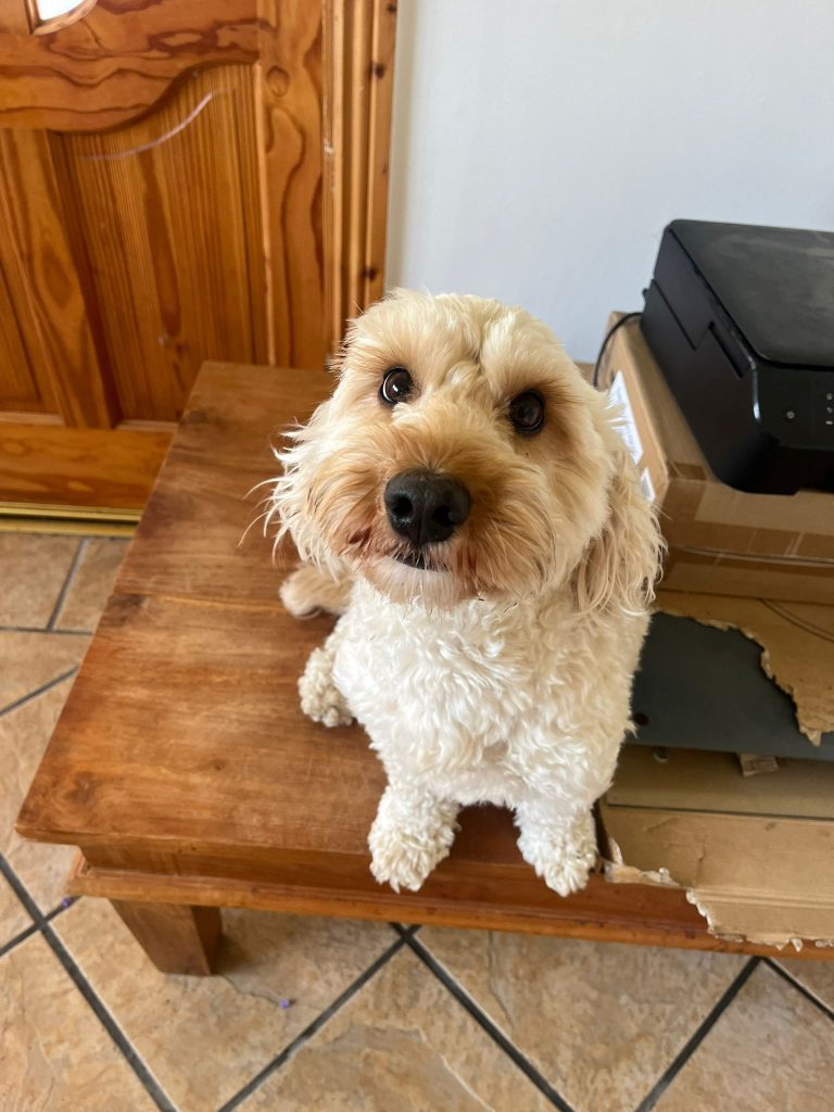2 year old male cockapoo for sale