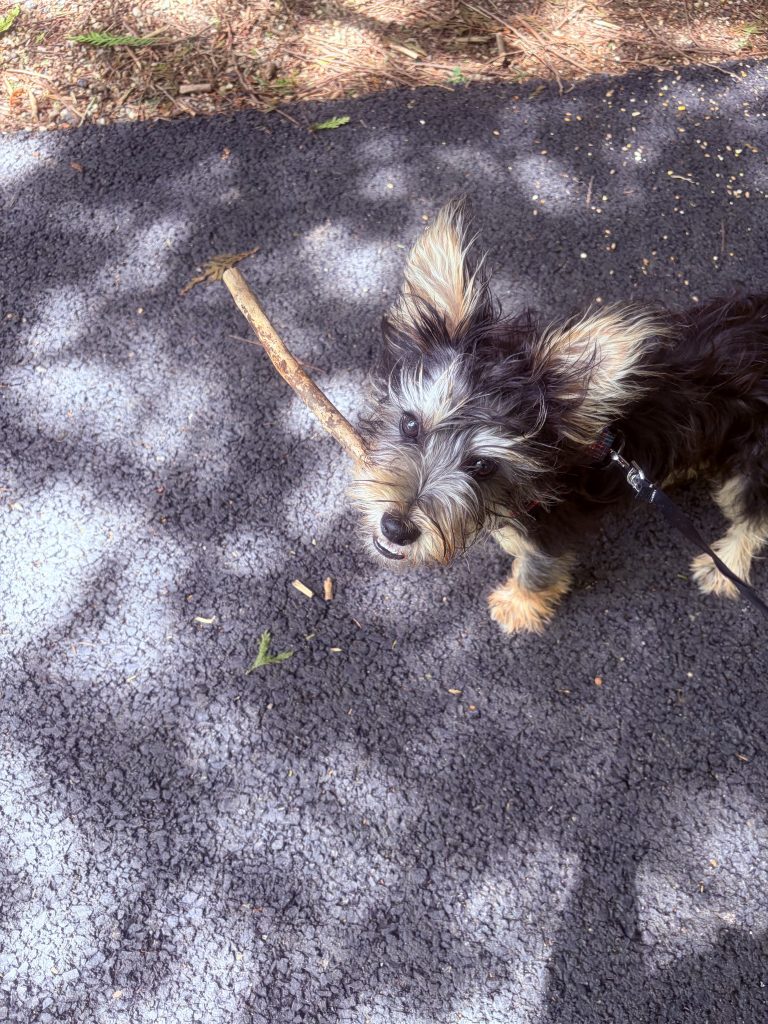 Dog for rehoming