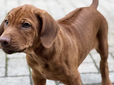 Rhodesian ridgeback puppies