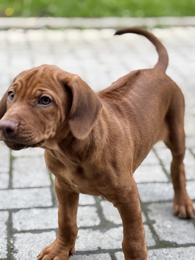 Rhodesian ridgeback puppies