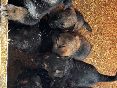 German shepherd puppies