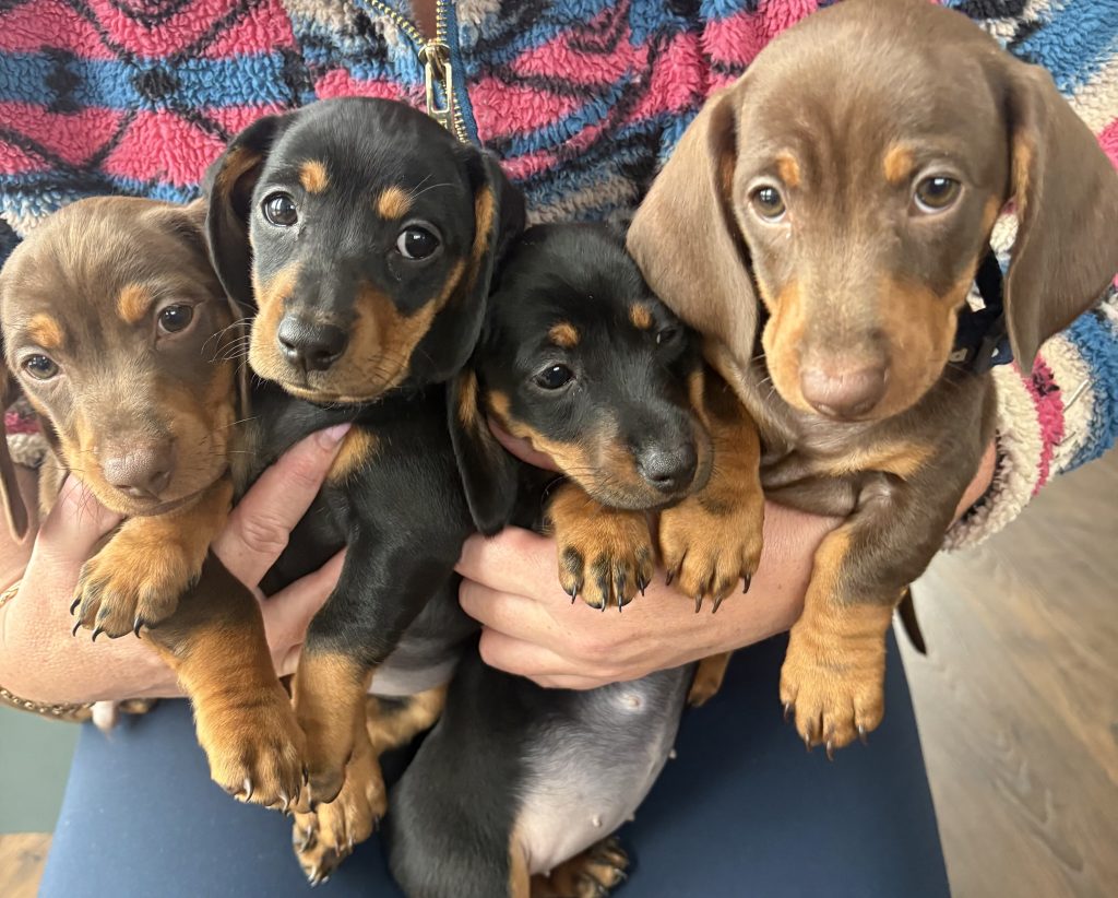 4 miniature Dachshund puppies