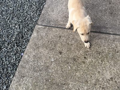 Golden Labrador Puppy for Sale. Male