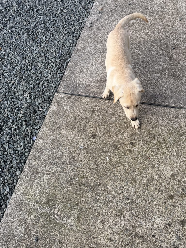 Golden Labrador Puppy for Sale. Male