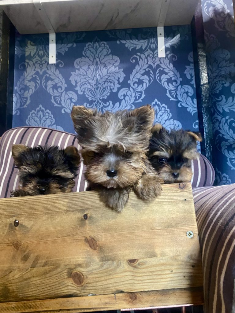 Gorgeous miniature blueberry Yorkshire terrier puppies