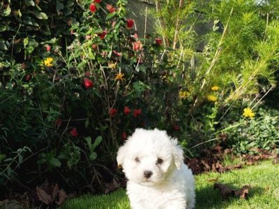 Bichon Frise