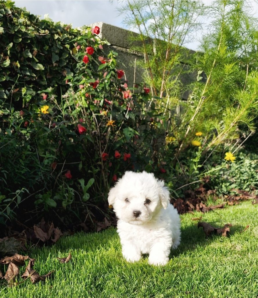 Bichon Frise
