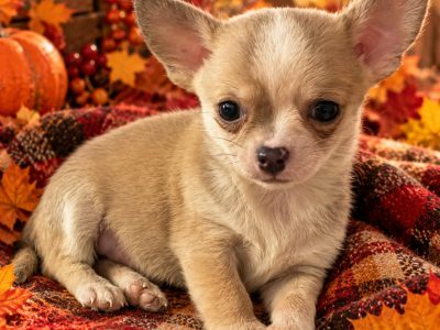 Chihuahua