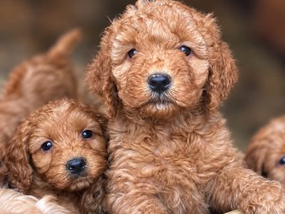 Beatiful Cavapoo's for sale