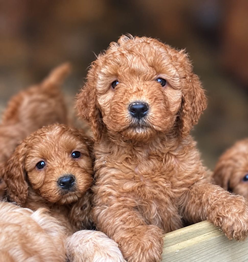 Beatiful Cavapoo's for sale